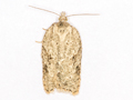 Acleris kochiella